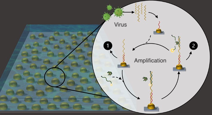 Workflow of thermoplasmonic-assisted dual-mode transducing viral sensing